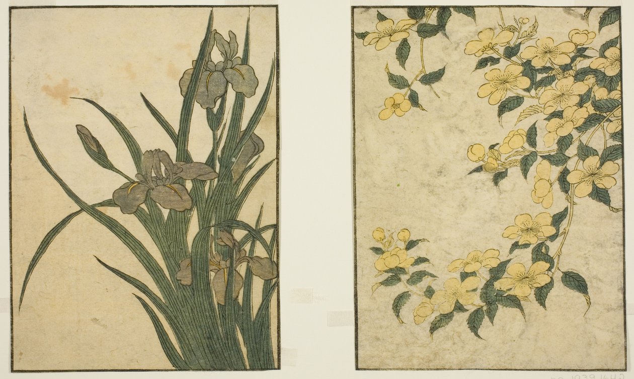 Kerria e Iris, del libro ilustrado "Libro de imágenes: Flores de las cuatro estaciones (Ehon shiki no hana)," vol. 1 de Kitagawa Utamaro
