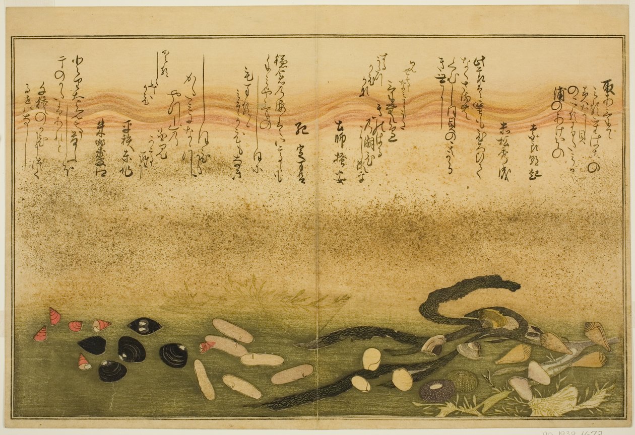 Minashi-gai, shio-gai, katatsu-gai, miso-gai, chijimi-gai y chigusa-gai, del libro ilustrado "Regalos de la Marea Baja (Shiohi no tsuto)" de Kitagawa Utamaro