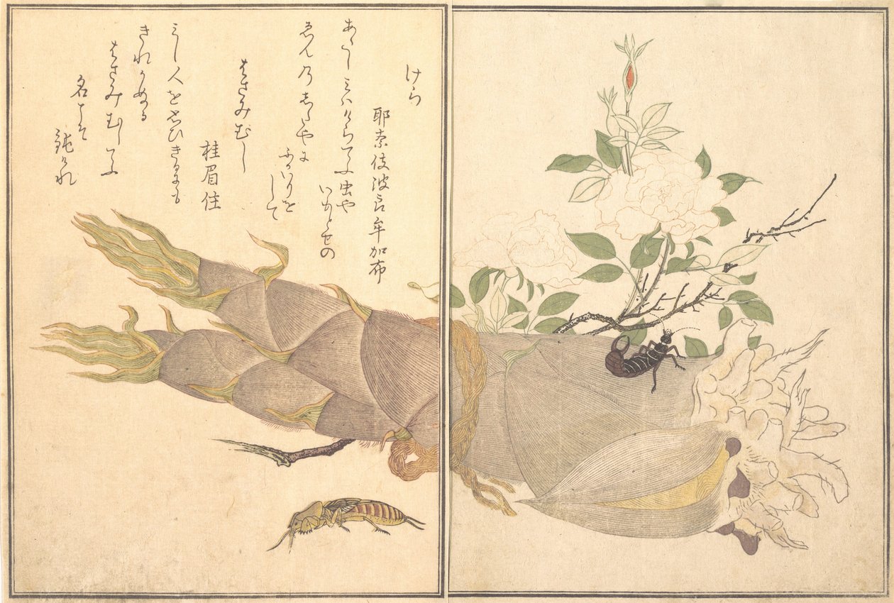 Grillo topo Kera, tijereta, Hasami-mushi..., 1788 de Kitagawa Utamaro