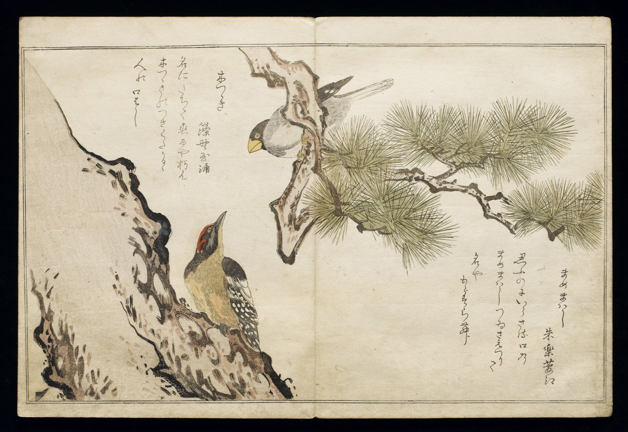 P.332-1946 Vol.1 f.3 Pinzón y un pájaro carpintero, de un álbum 