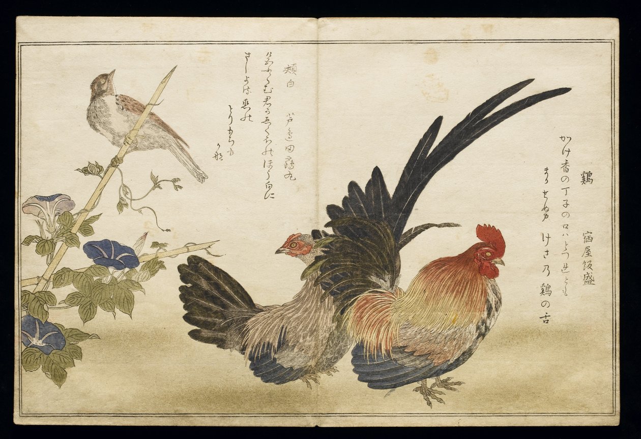 P.332-1946 Vol.1 f.8 Gallo y gallina a la derecha con un escribano a la izquierda, de un álbum 