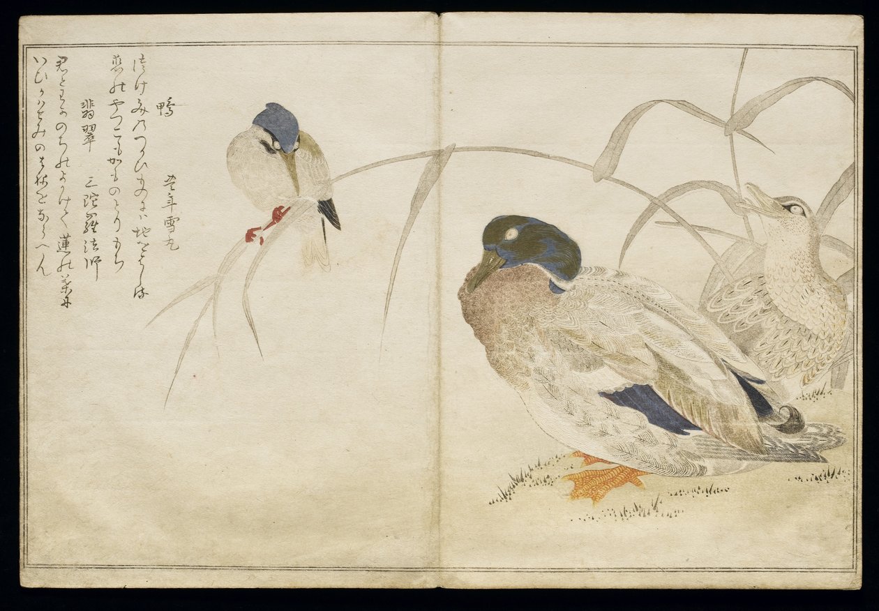 P.332-1946 Vol.2 f.7 Dos patos salvajes y un martín pescador común, de un álbum 