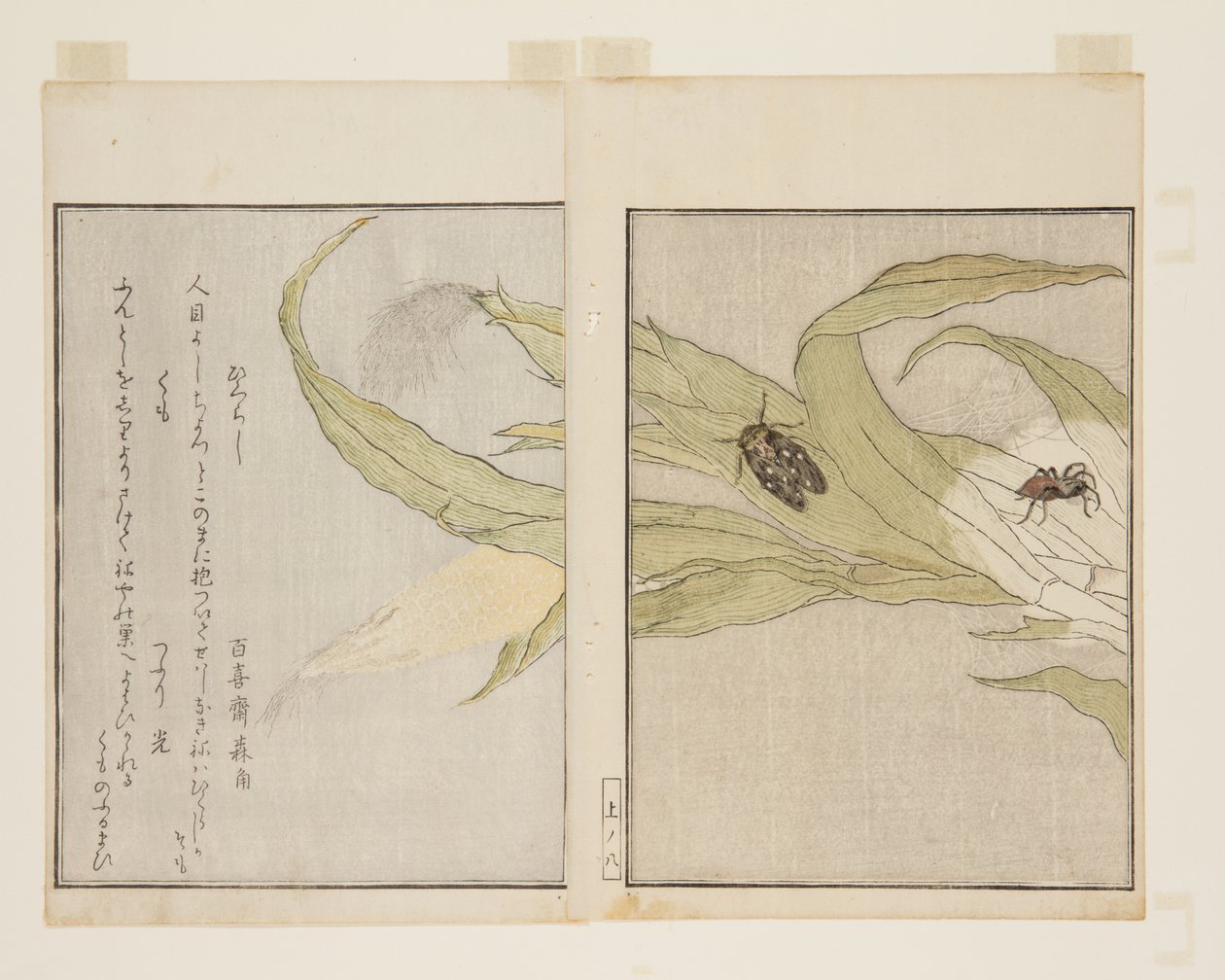 Araña y cigarra vespertina de Kitagawa Utamaro
