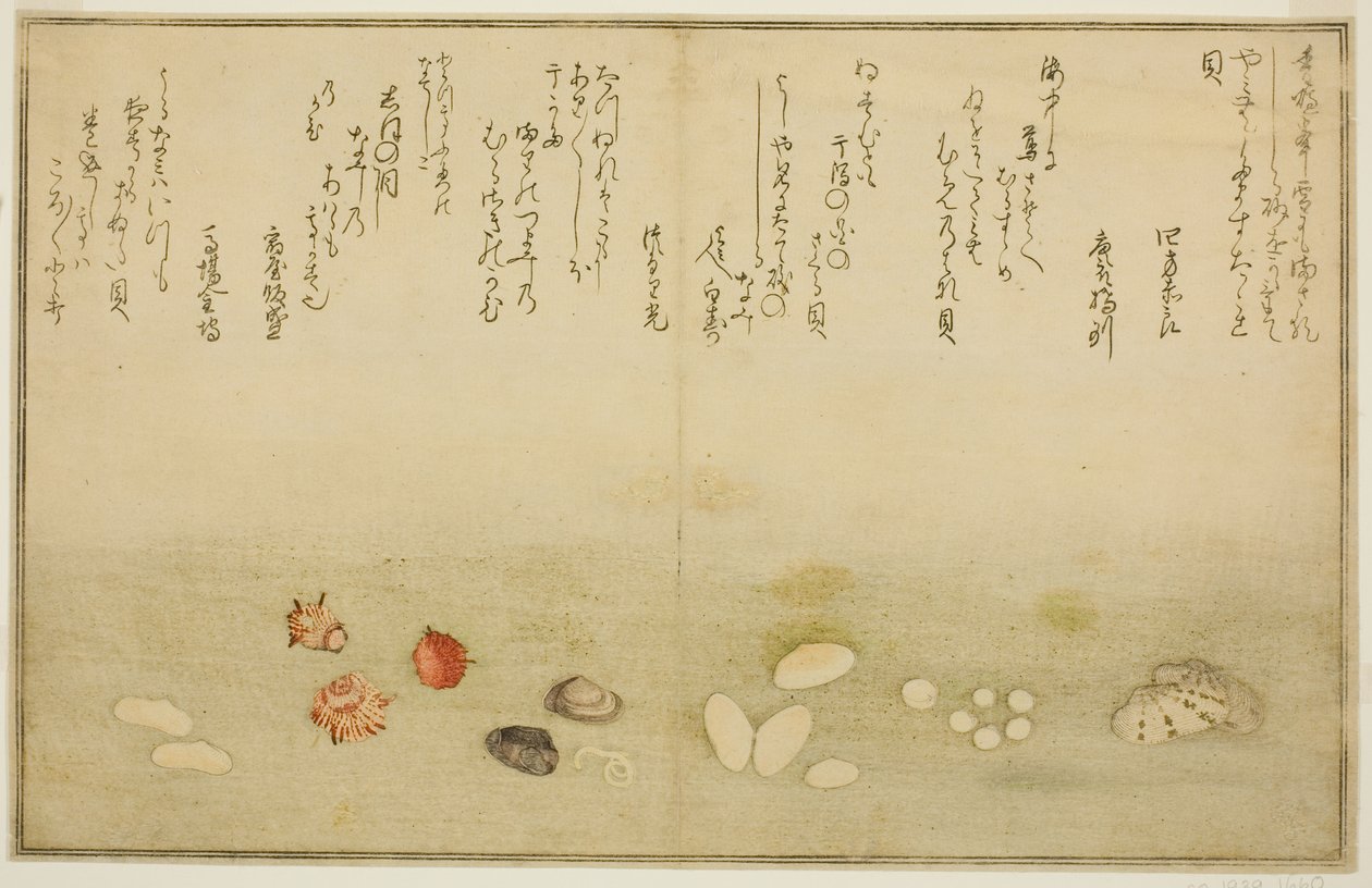 Sudare-gai, hana-gai, sakura-gai, mumeno-gai, nadeshiko-gai y kinuta-gai, del libro ilustrado "Regalos de la marea baja (Shiohi no tsuto)" de Kitagawa Utamaro