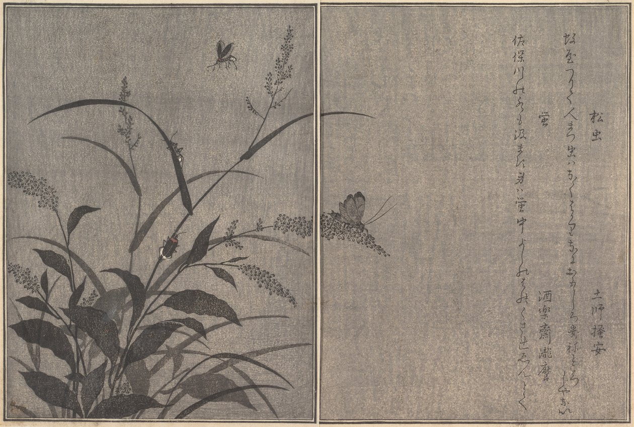 Grillo de Árbol Matsumushi, Luciérnaga Hotaru... de Kitagawa Utamaro