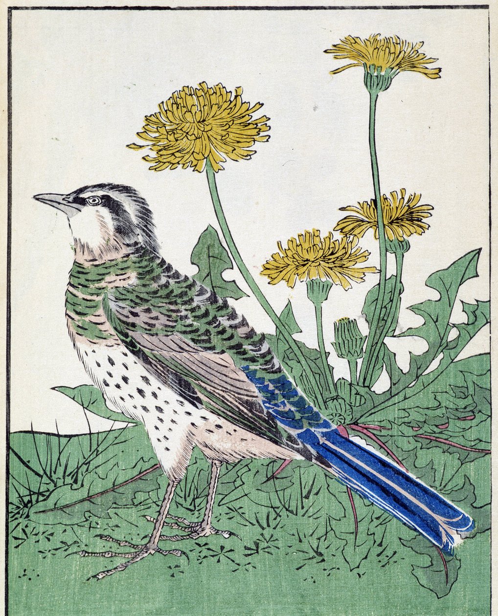 Pájaro. Dibujo japonés de Kitao Kosuisai de Kitao Shigemasa