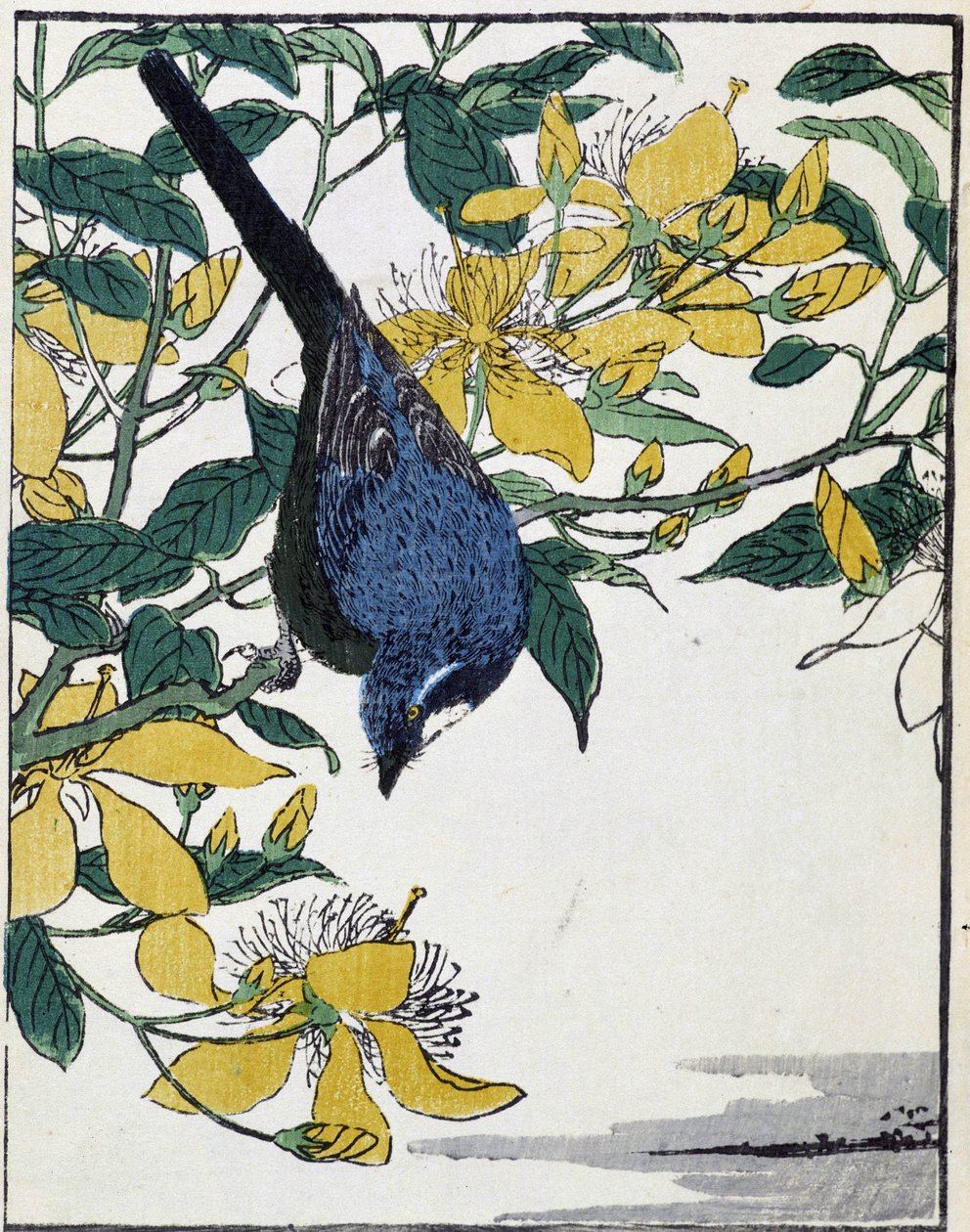 Pájaro en un árbol. Dibujo japonés de Kitao Kosuisai de Kitao Shigemasa