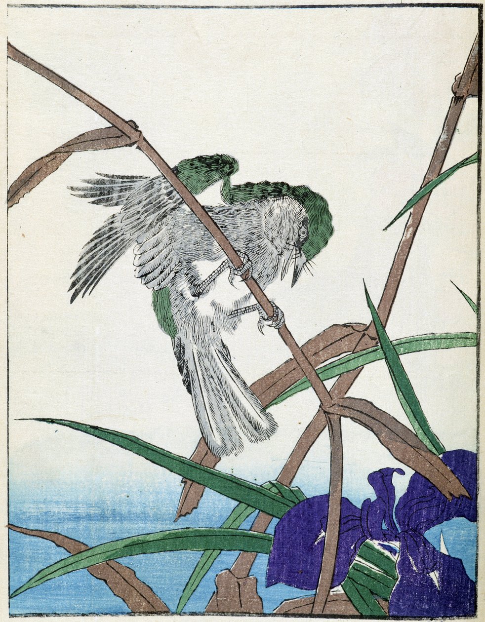Pájaro en un árbol. Dibujo japonés de Kitao Kosuisai de Kitao Shigemasa