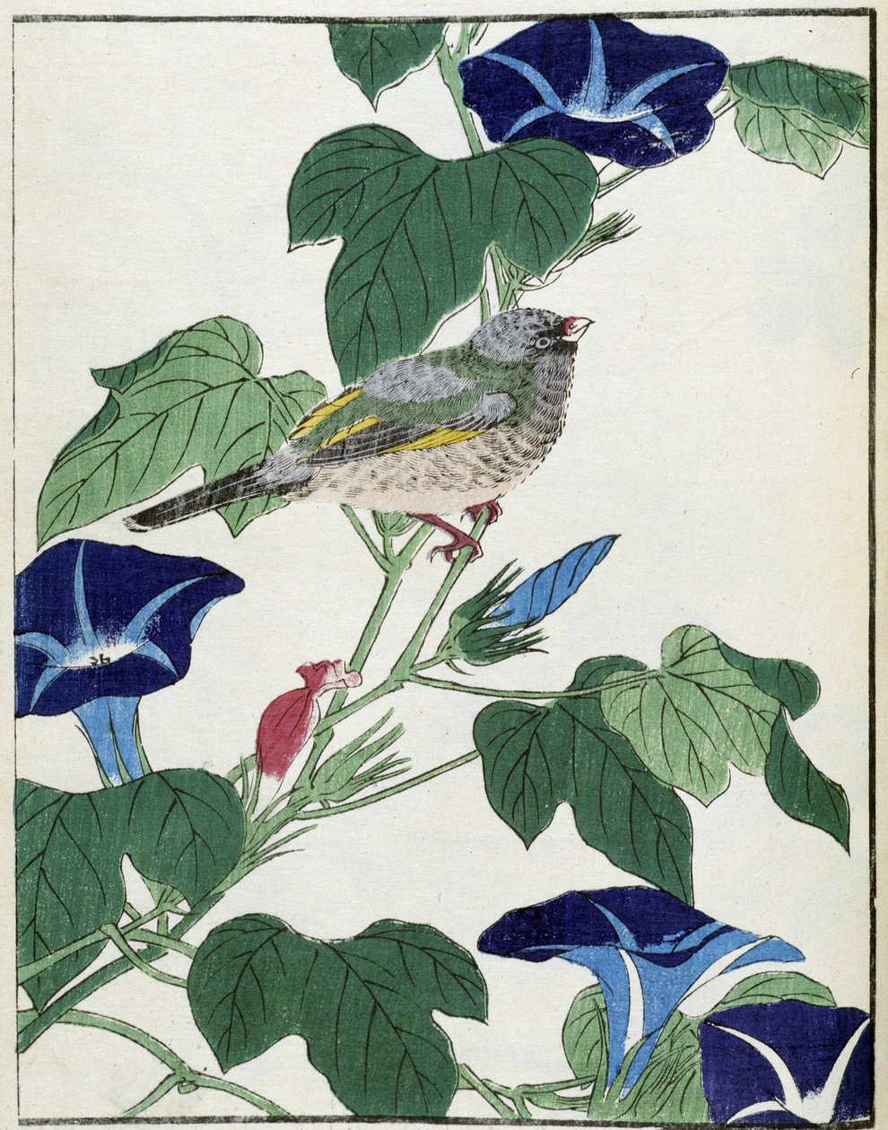 Pájaro en un árbol. Dibujo japonés de Kitao Kosuisai de Kitao Shigemasa