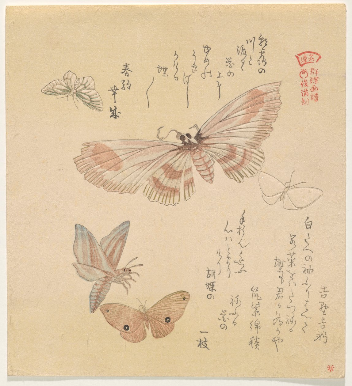 Mariposas y polillas, de la serie Una bandada de mariposas (Gunch? Gafu) de Kubo Shunman