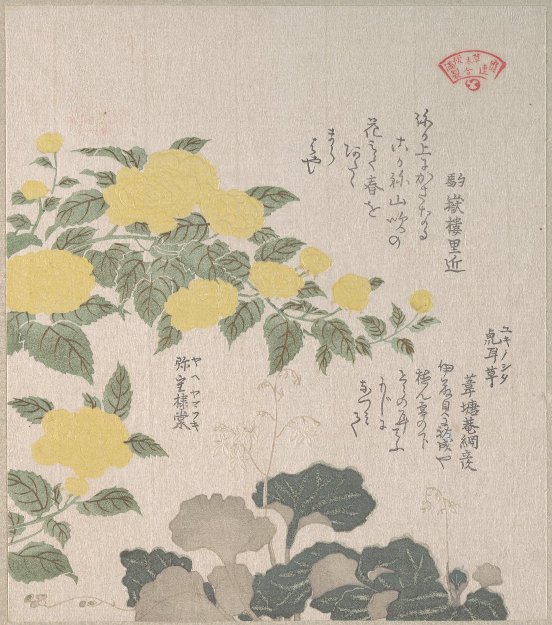 Corchorus (o rosa amarilla) y saxífraga rastrera de Kubo Shunman