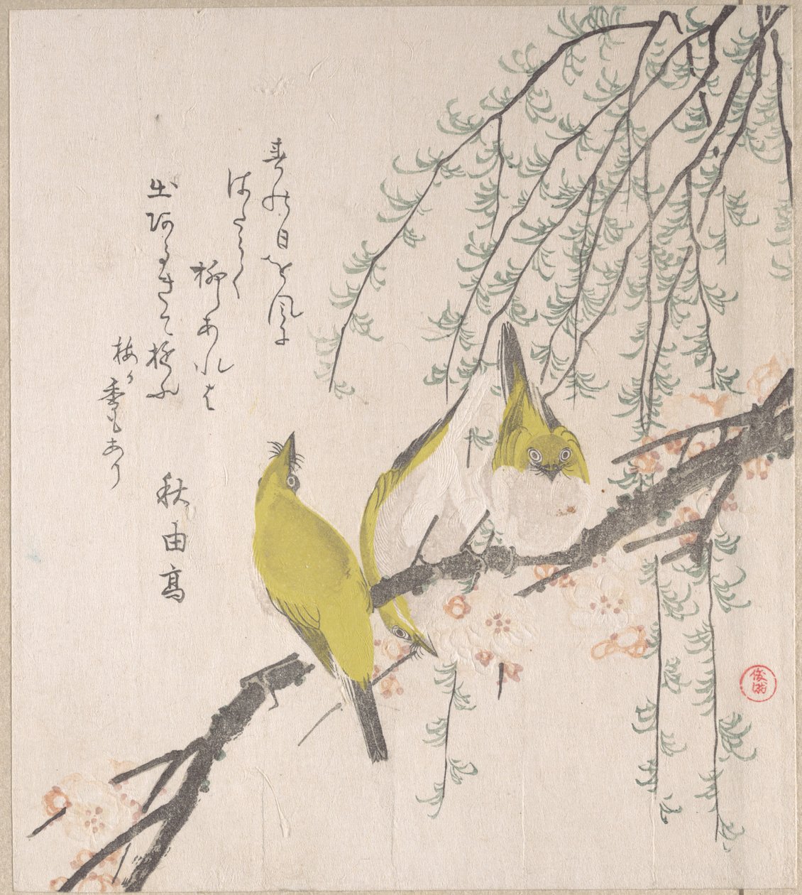 Ojos blancos japoneses con ciruelo y sauce, del álbum de surimono «Lluvia de primavera» (Harusame surimono-jō, vol. 3) de Kubo Shunman