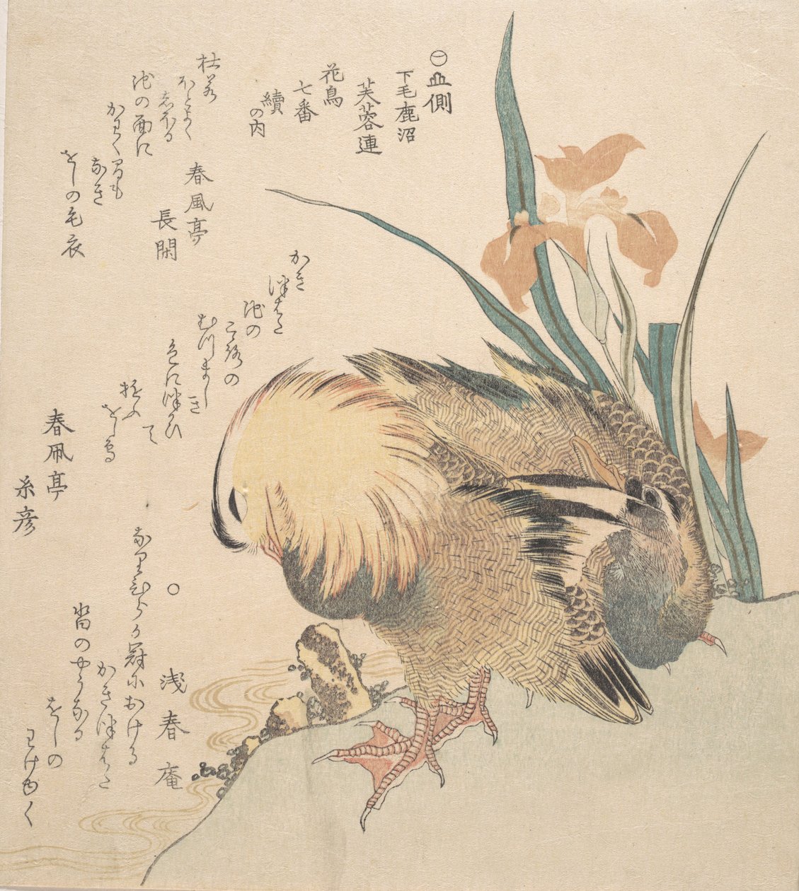 Pareja de patos mandarines y flores de iris, finales del siglo XVIII-principios del XIX de Kubo Shunman