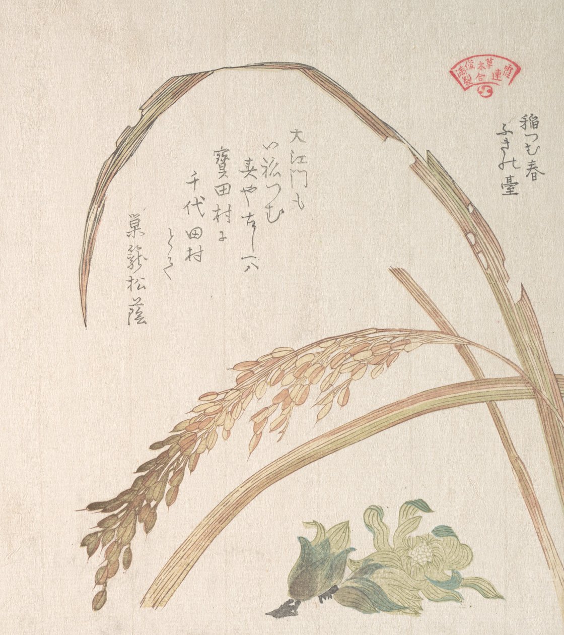 Planta de arroz y Butter-Burs de Kubo Shunman