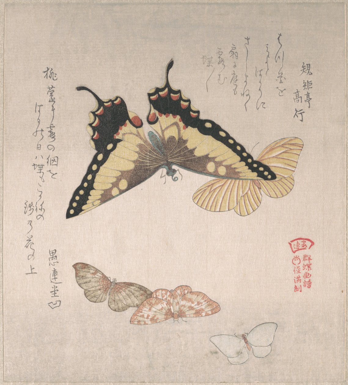 Diversas polillas y mariposas de Kubo Shunman
