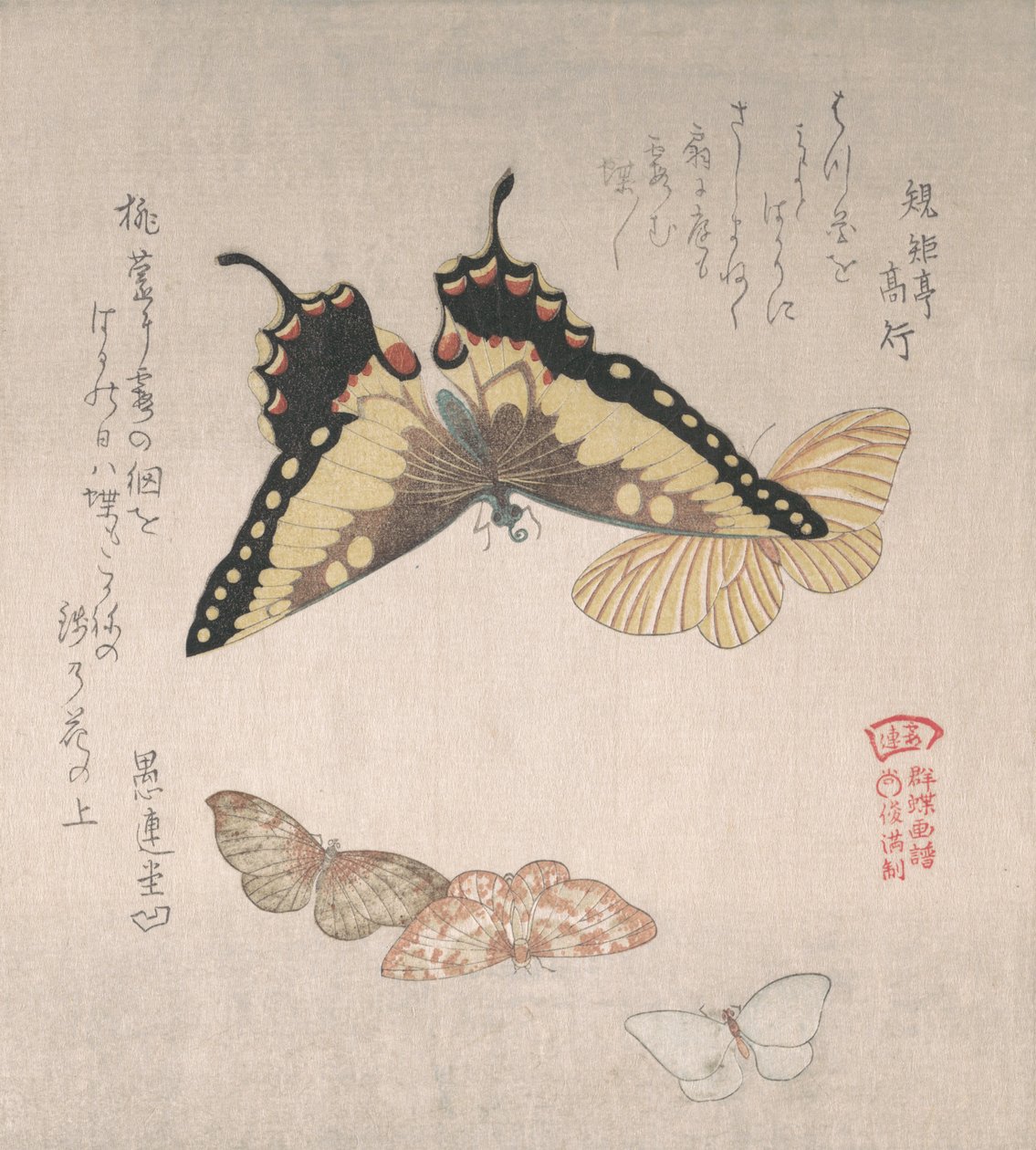 Varias polillas y mariposas, siglo XIX de Kubo Shunman