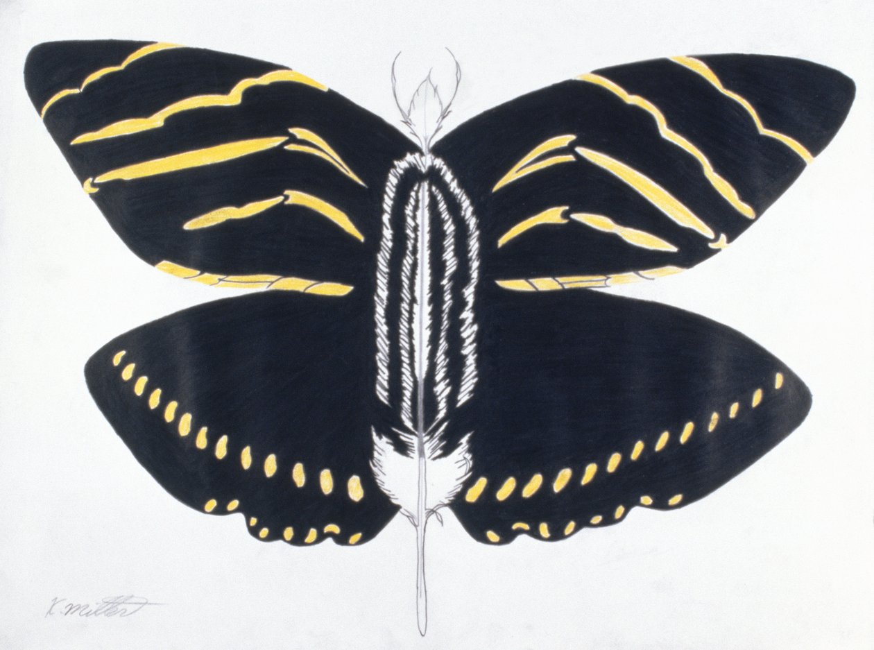 Mariposa emplumada, 2004 (lápiz de color sobre papel) de Kurtis L. Miller