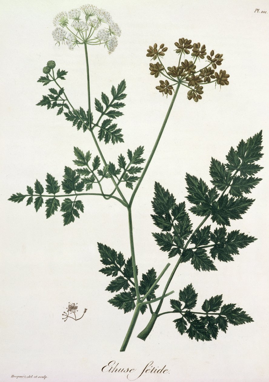 Aethusa Cynapium de 