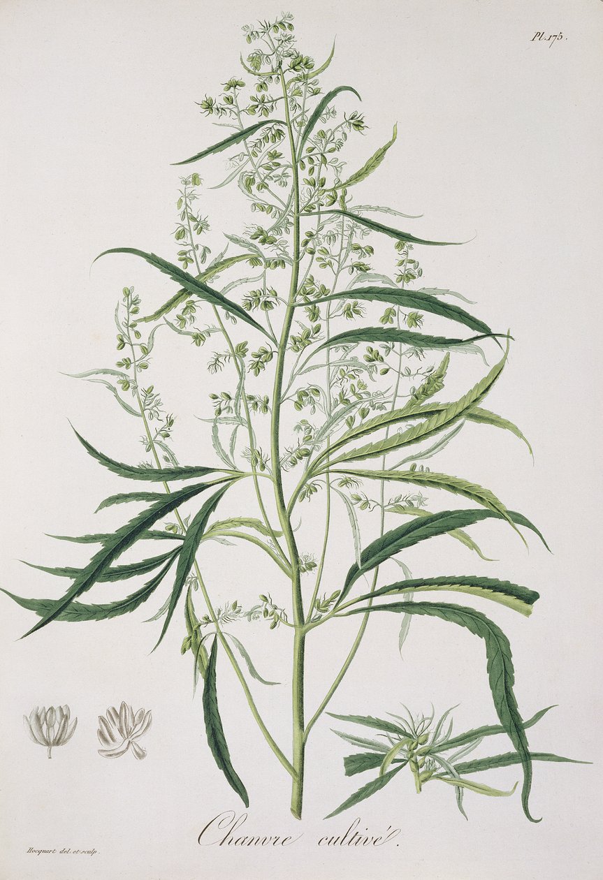 Cannabis Sativa de 