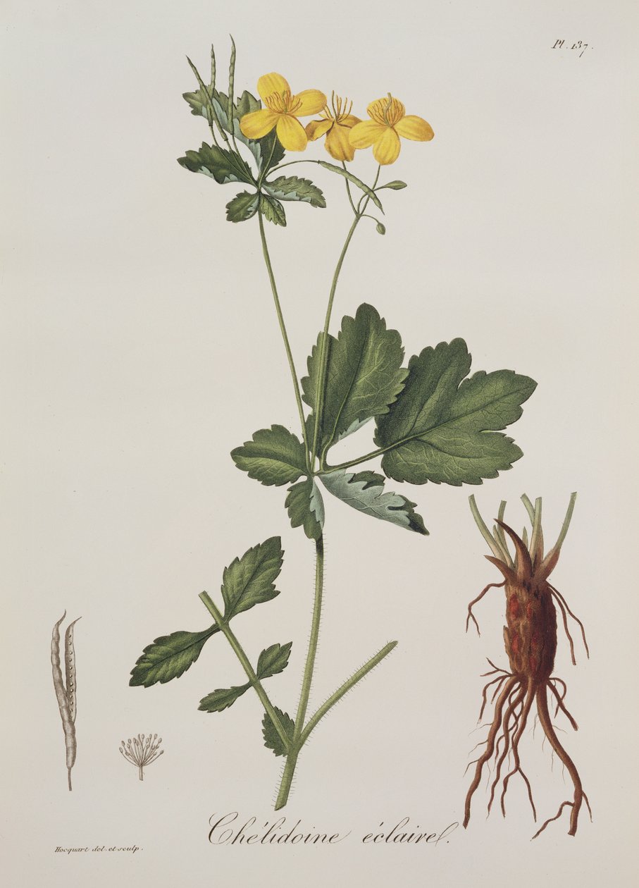 Celidonium Majus de Phytographie Medicale por Joseph Roques, publicado en 1821 de L.F.J. Hoquart