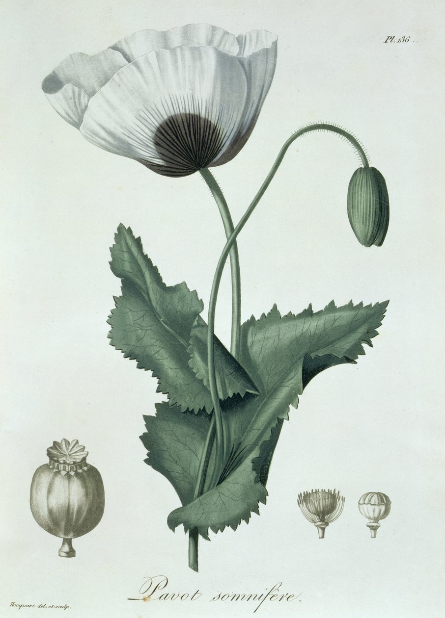 Papaver Somniferum de 