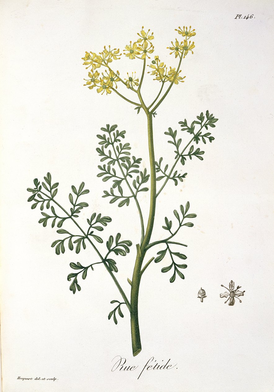 Ruda de 
