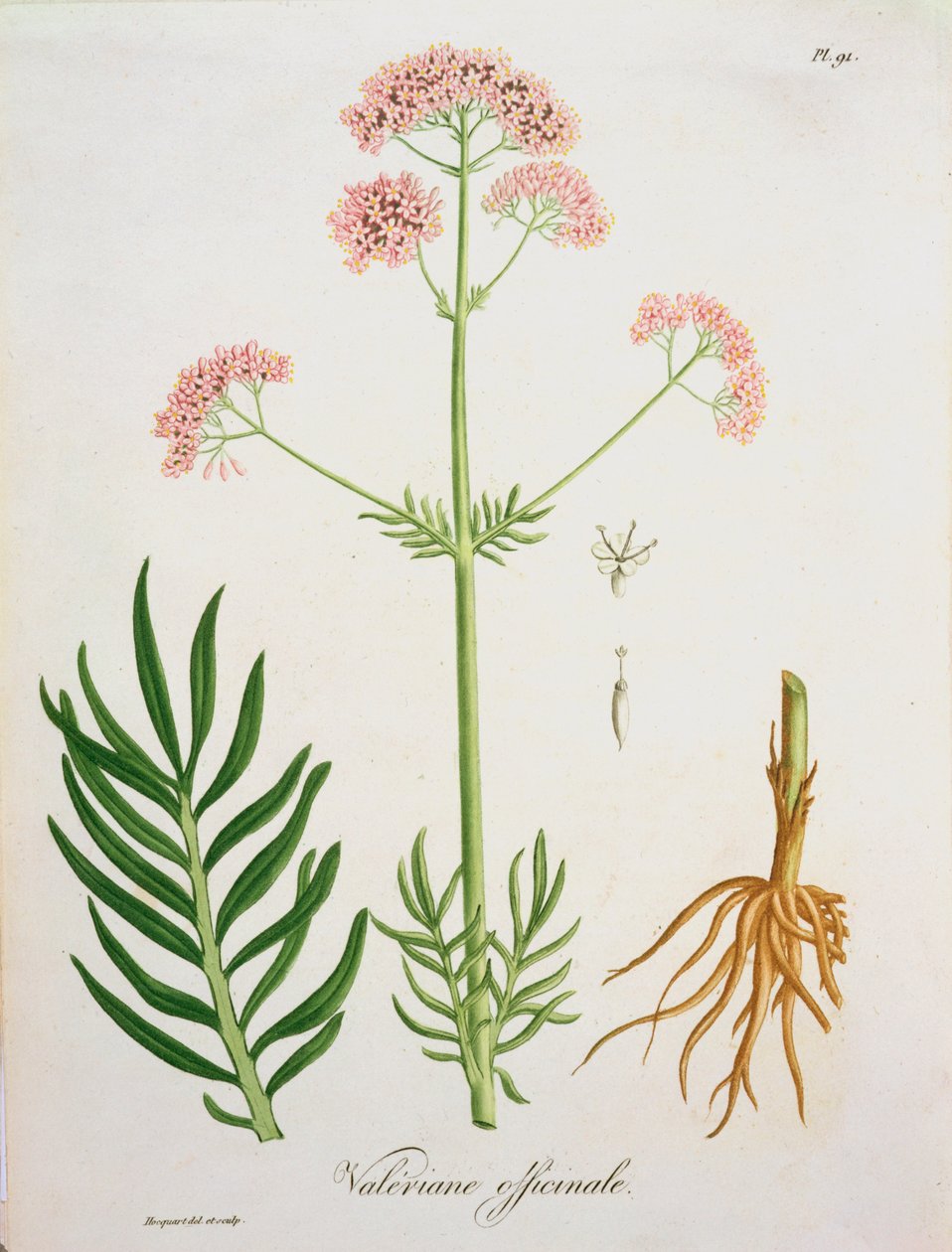 Valeriana de 