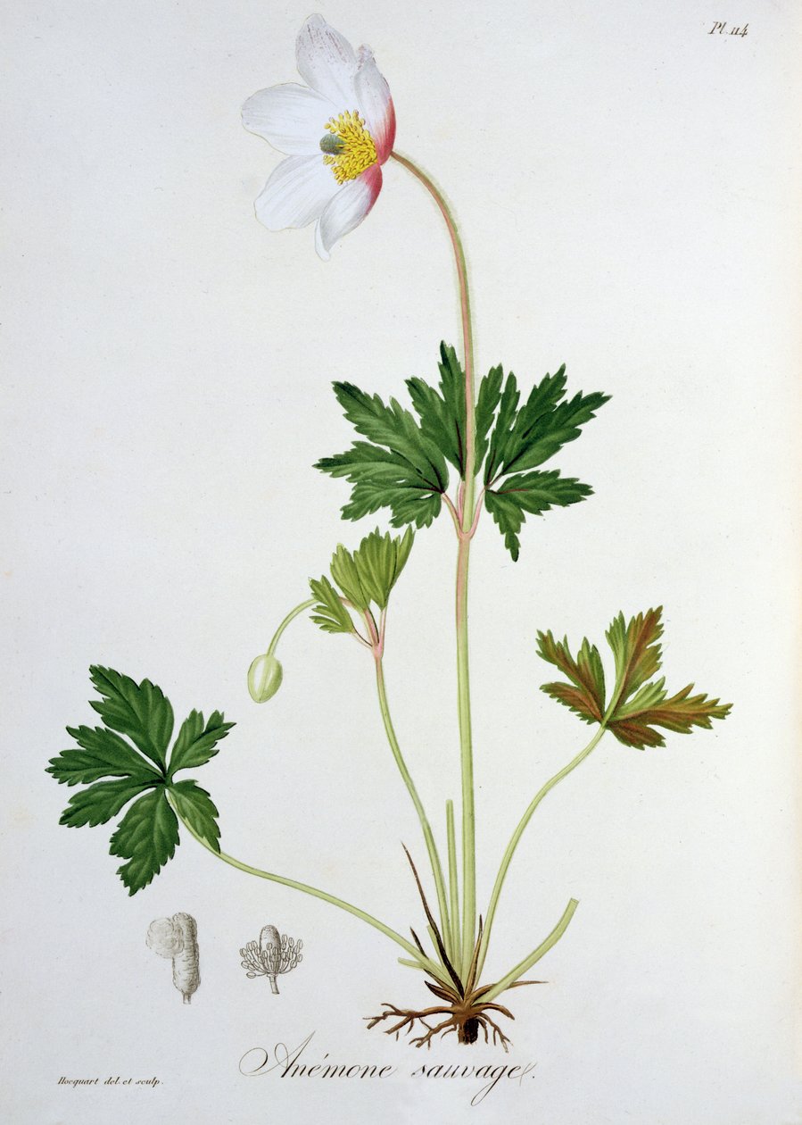 Anémona de los bosques de 