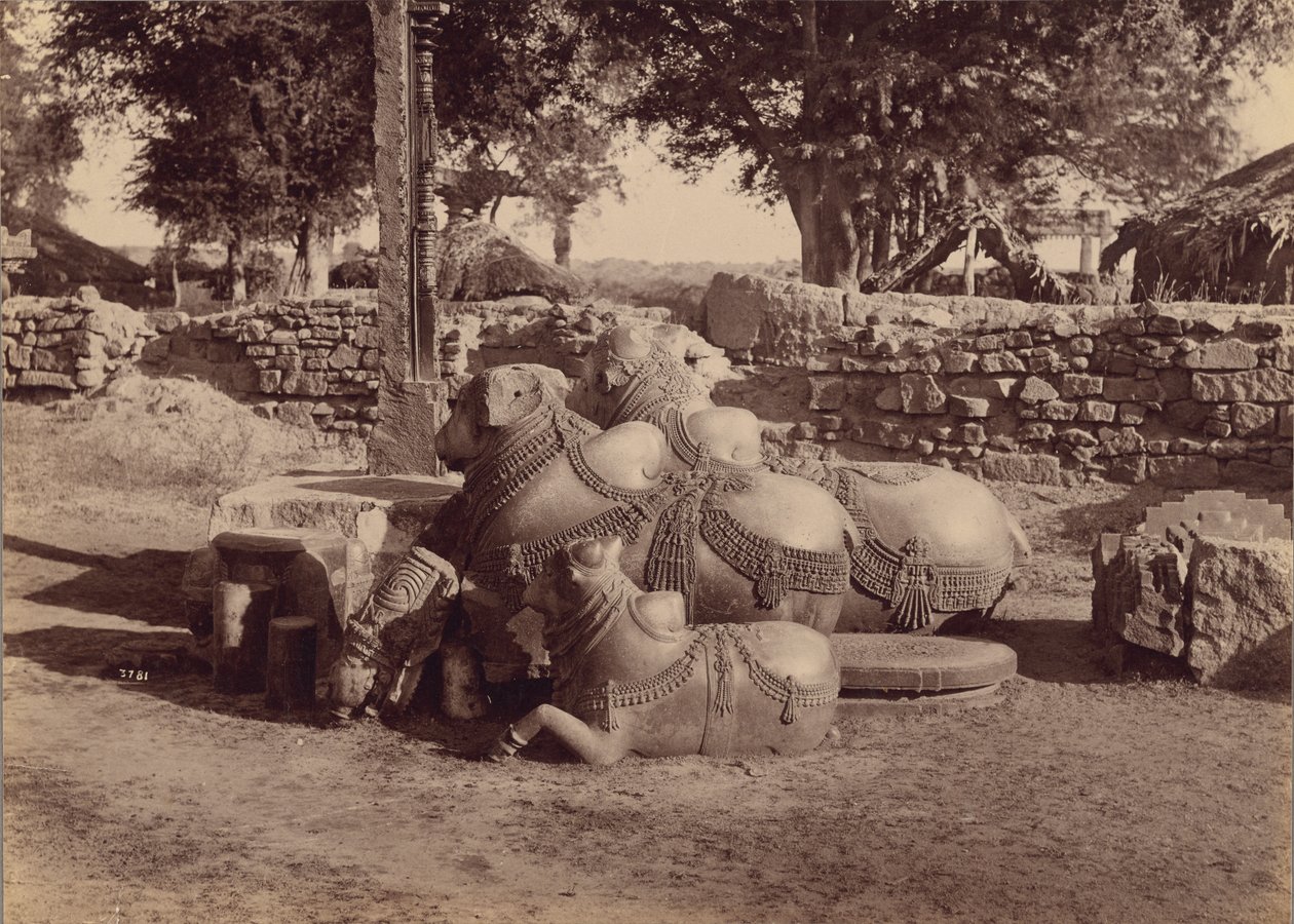 Toros o nadias con tallas ornamentales Vista lateral, Warangal, Hyderabad, Decán de Lala Deen Dayal
