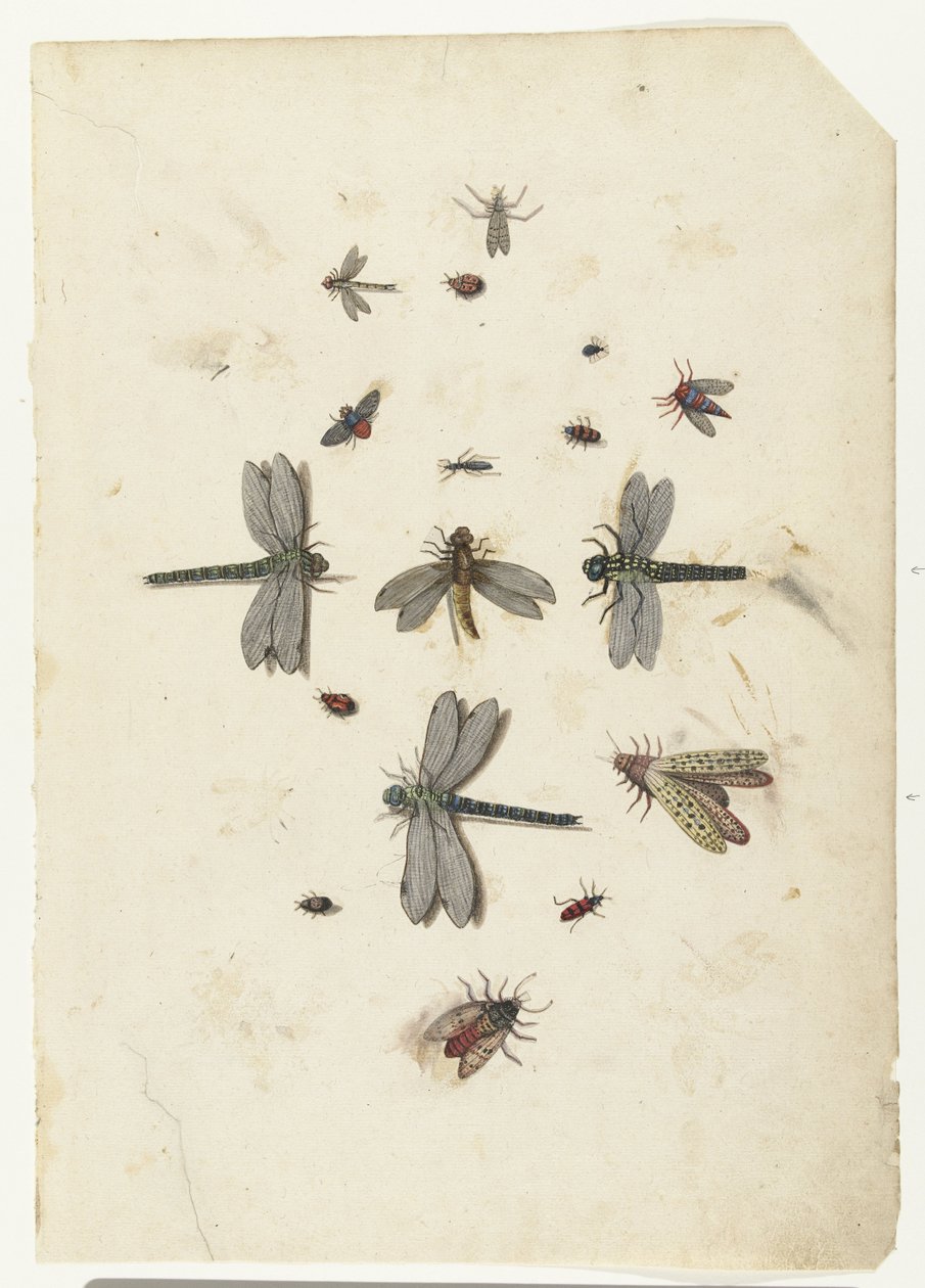Libélulas e insectos voladores de Lambert Lombard