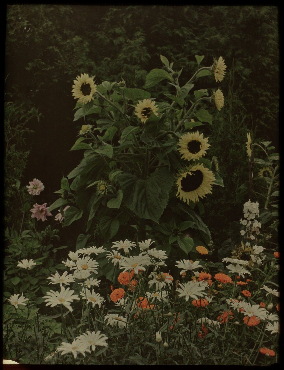 Jardín de la casa Kersbergen, Zeist, incluidos los girasoles de Lambertus Hendrik van Berk