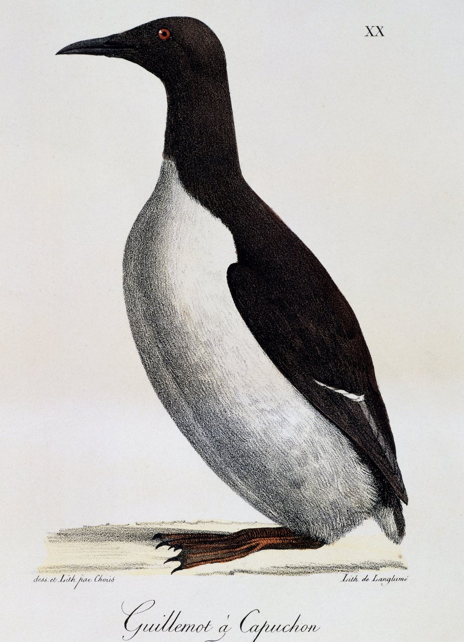 Arao común (Uria aalge), de Voyage pittoresque autour du monde de Langlume Langlume