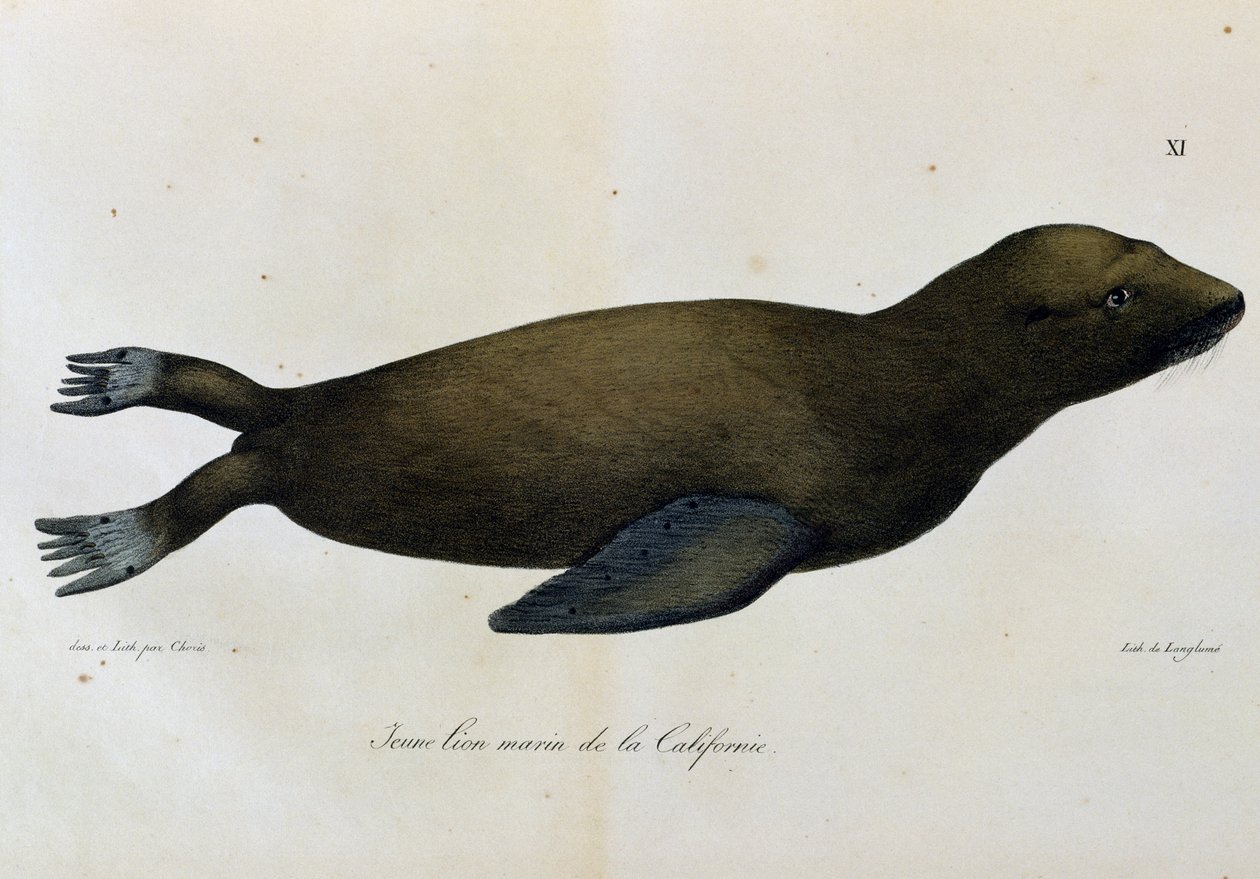 Joven león marino, California, de Voyage pittoresque autour du monde de Langlume Langlume