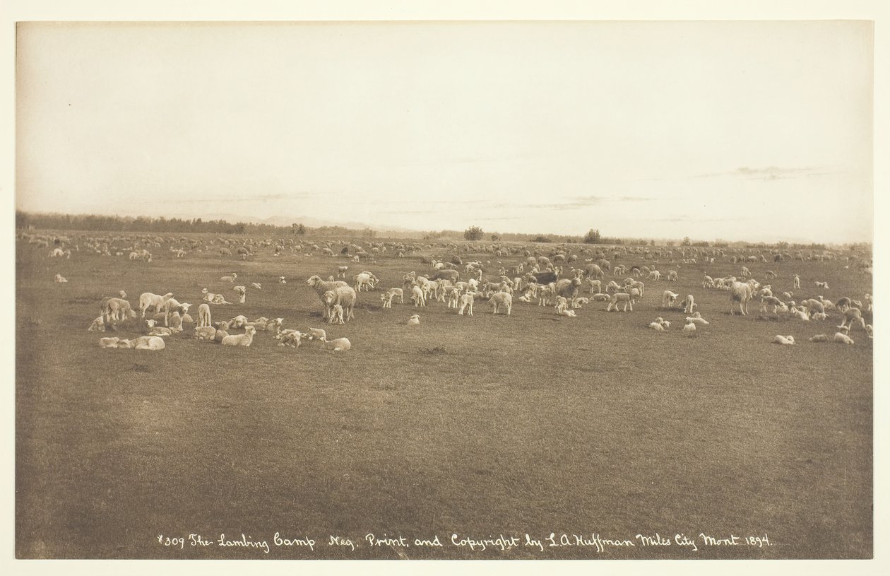 El campamento de corderos de Laton Alton Huffman