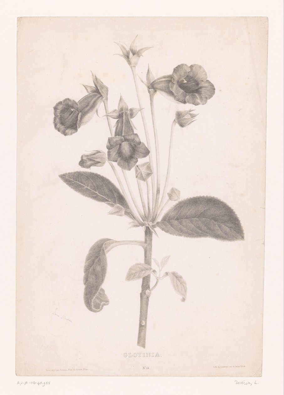 Gloxinia
Gloyinia (título del objeto) de Laure Devéria