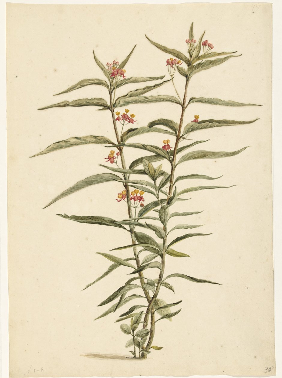 Flor ferruginosa (Asclepias curassavica) de Laurens Vincentsz. van der Vinne