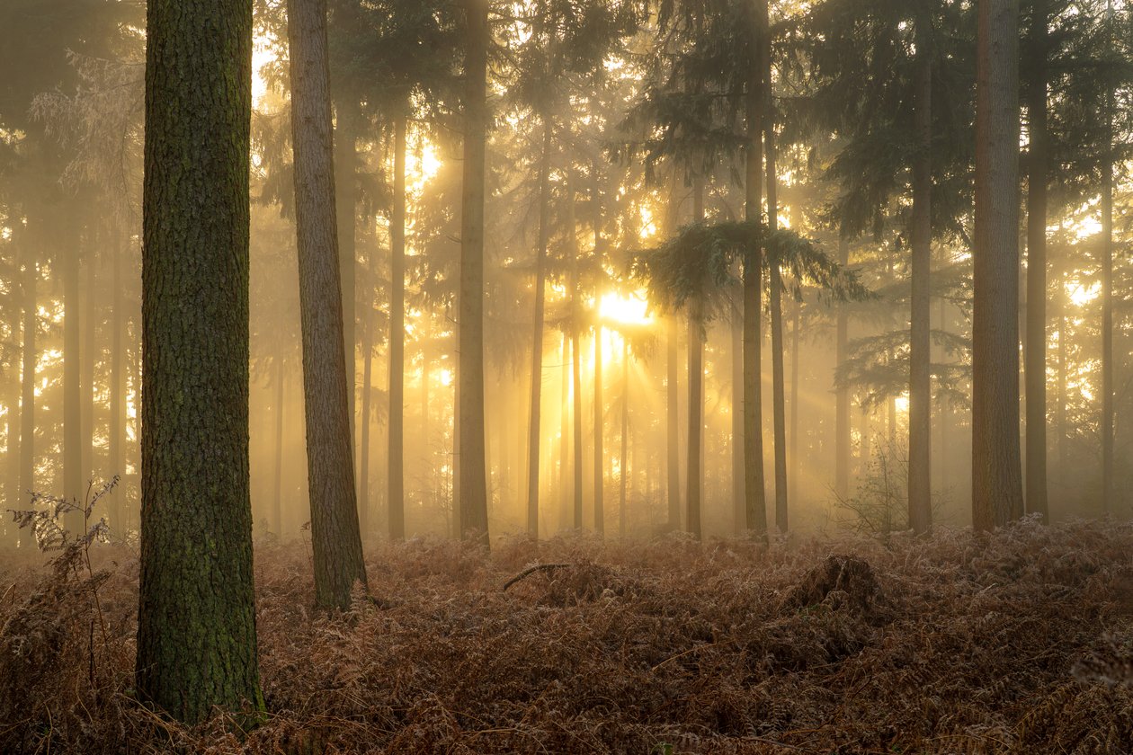 Cenizas de niebla, 2023 (foto) de Lee Cooper