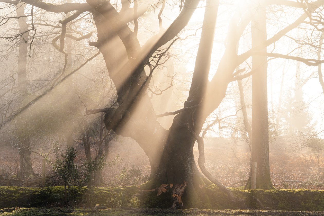 Beautiful Beams, 2025 (foto) de Lee Cooper