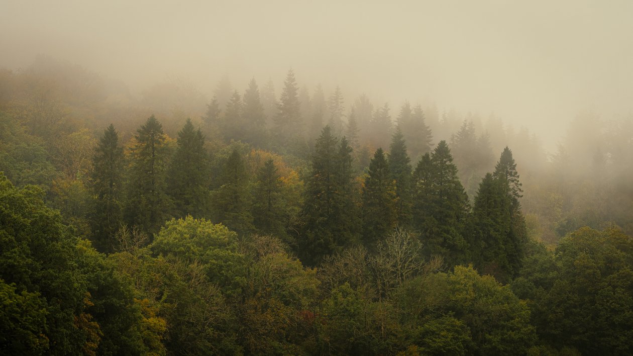 Bosque Nuboso II, 2024 (foto) de Lee Cooper