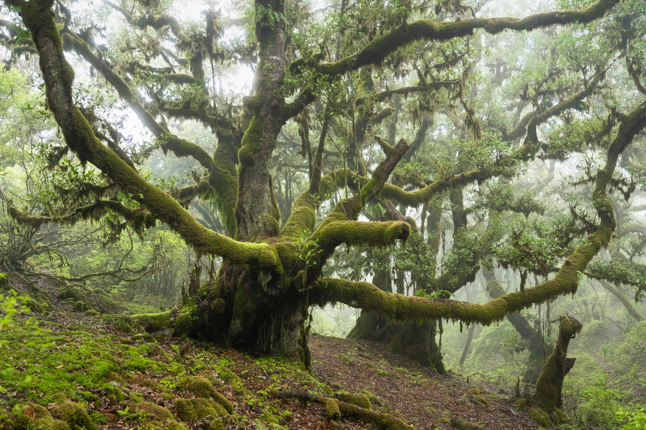 Forgotten Land III, 2025 (foto) de Lee Cooper