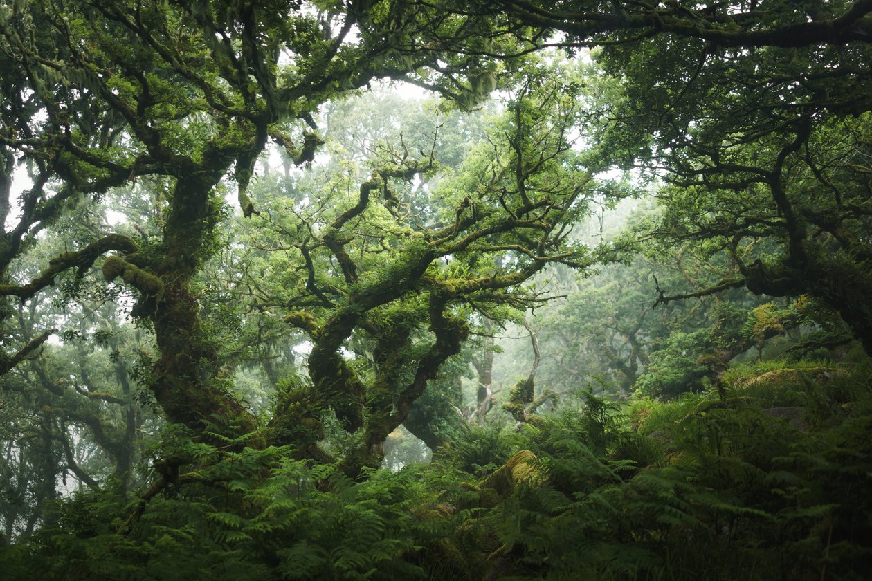 Nocturne Grove, 2020 (foto) de Lee Cooper
