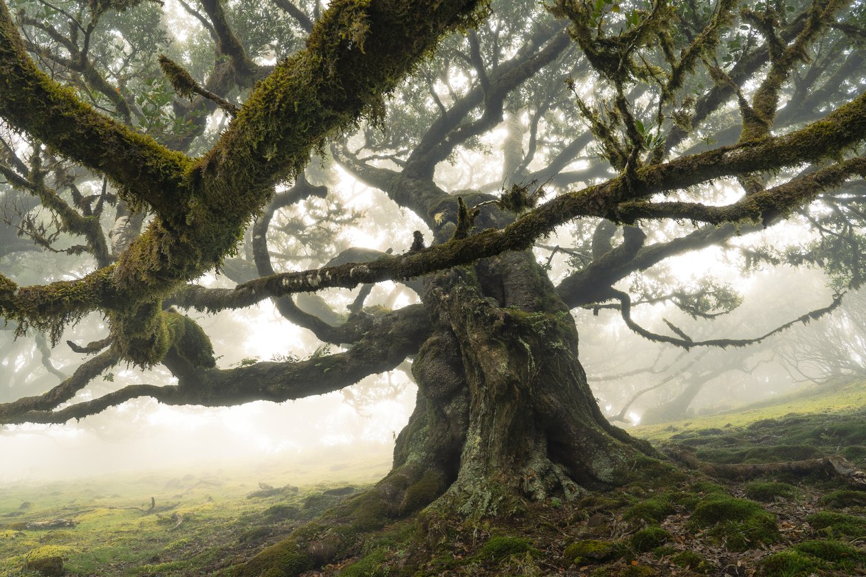 Los restos del bosque II, 2023 (foto) de Lee Cooper