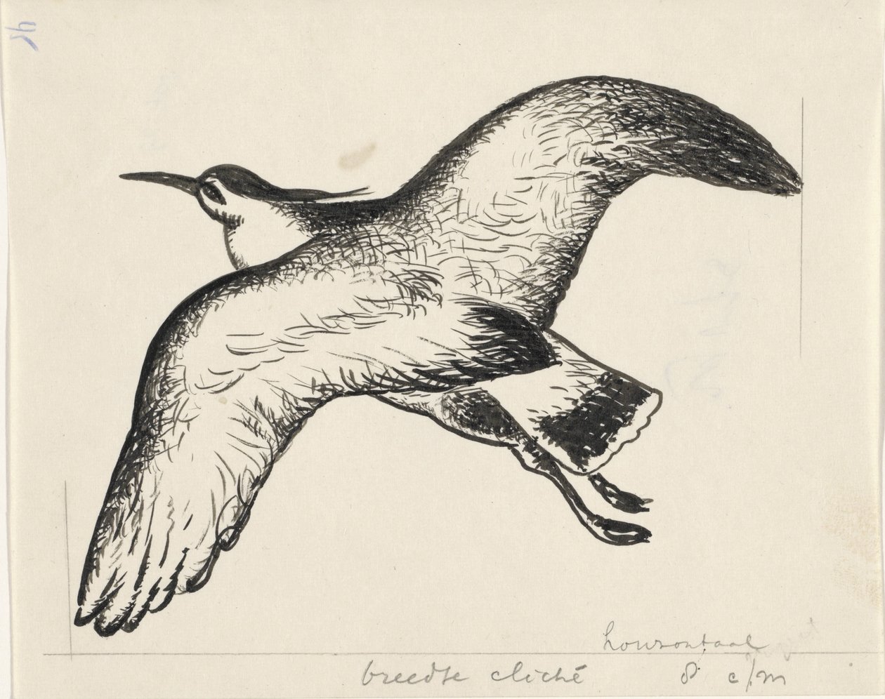 Pájaro volador de Leo Gestel