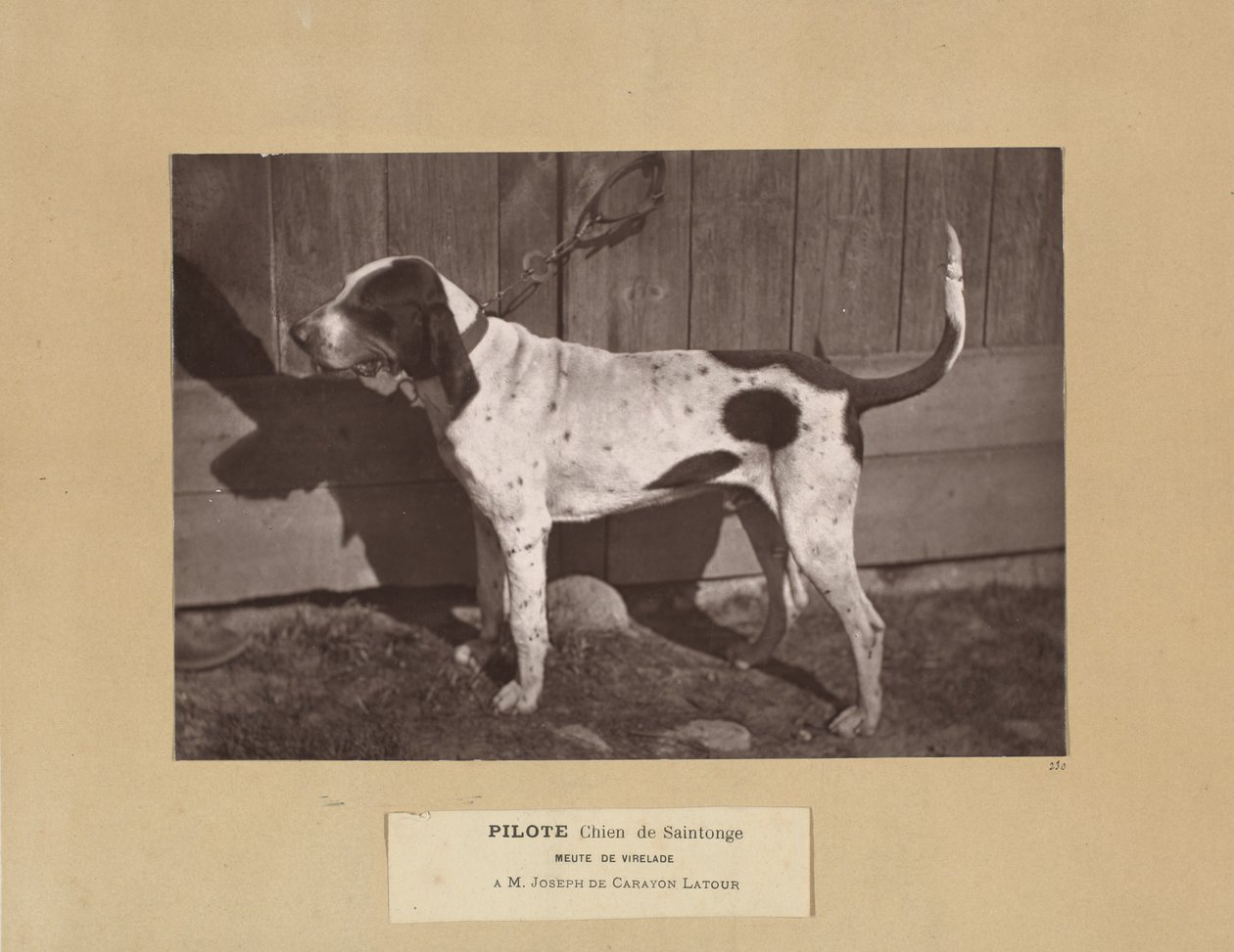 Pilote, perro de Saintonge, jauría de Virelade, A.M. Joseph de Carayon Latour de Leon Cremiere