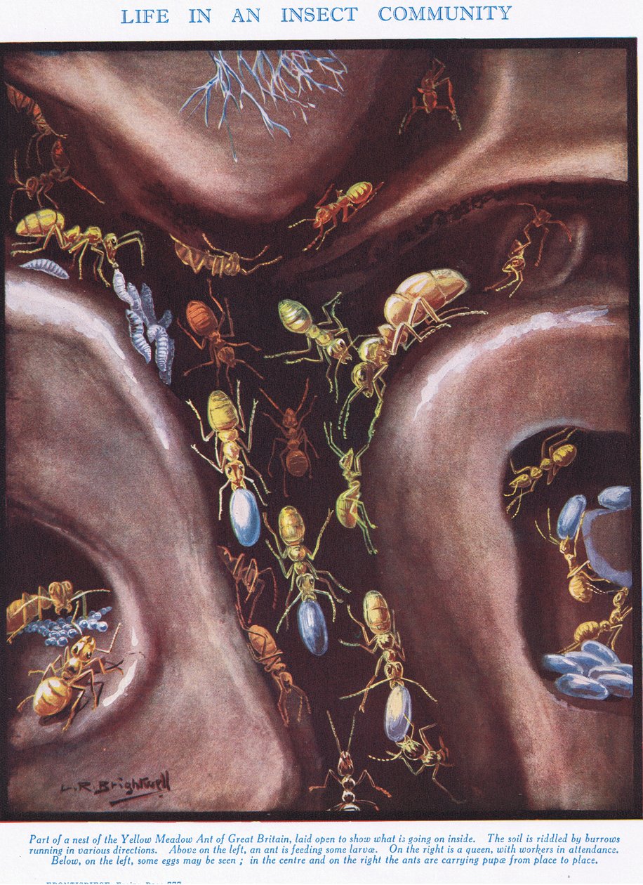 La vida en una comunidad de insectos, ilustración de 