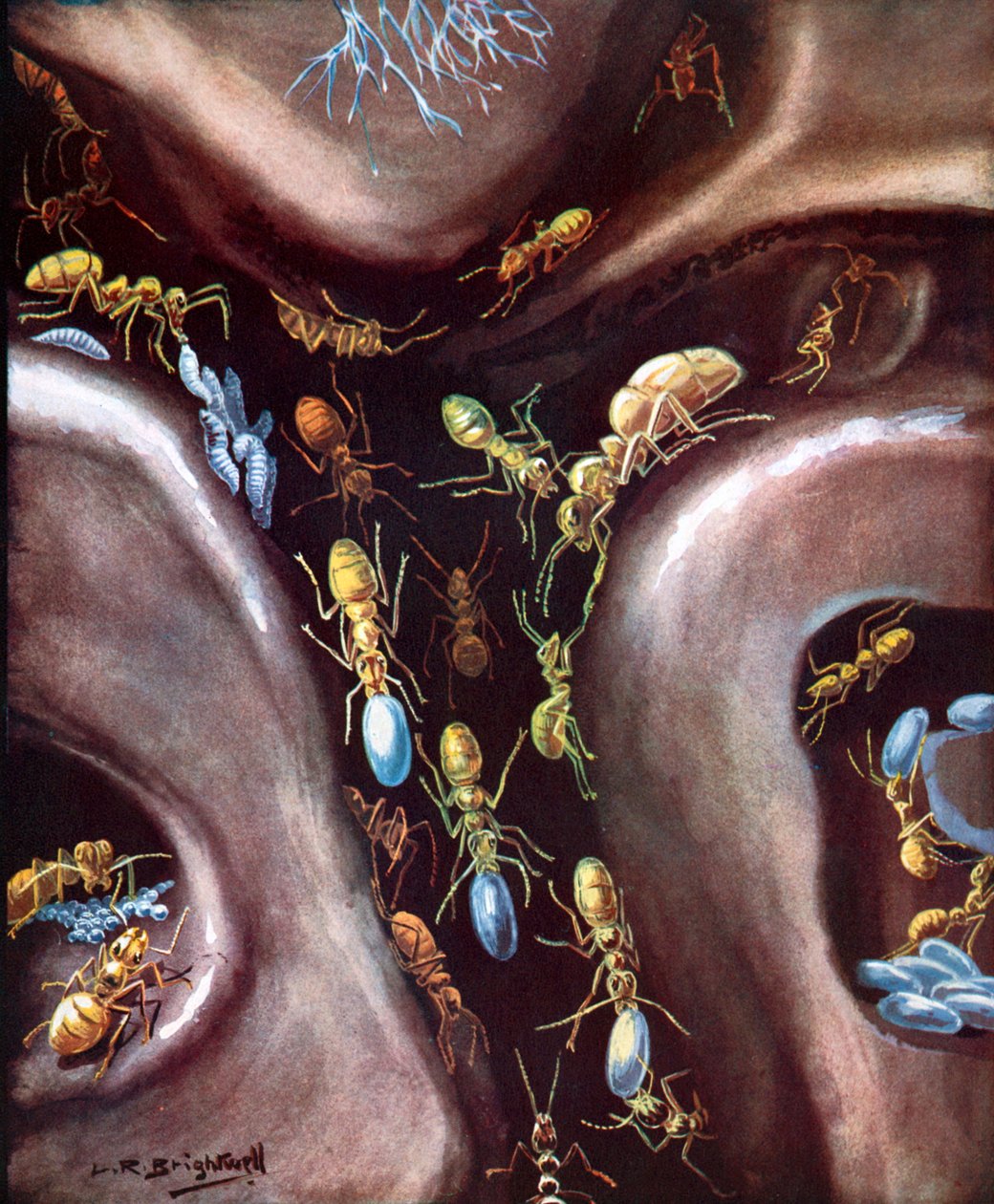  de Leonard Robert Brightwell