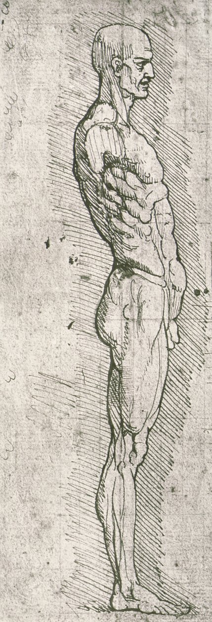 Estudio anatómico de Leonardo da Vinci
