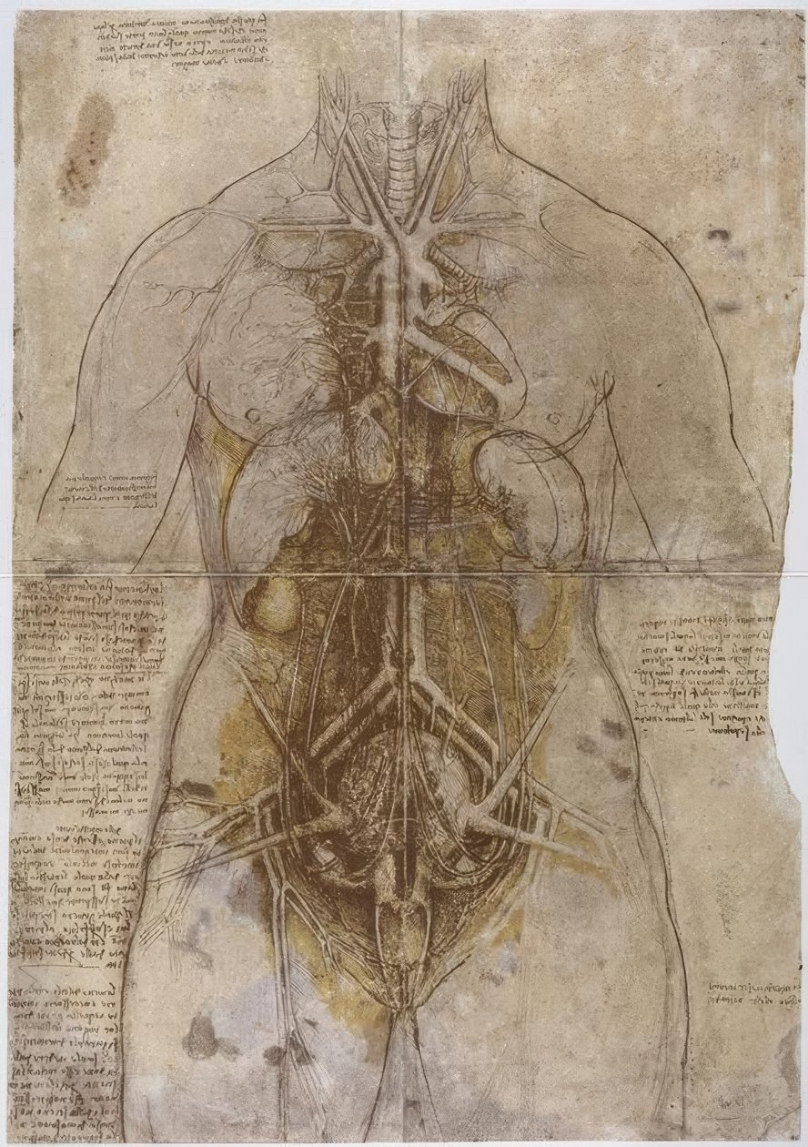 Estudio anatómico de Leonardo da Vinci