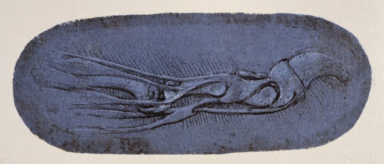 Estudio de anatomía de Leonardo da Vinci