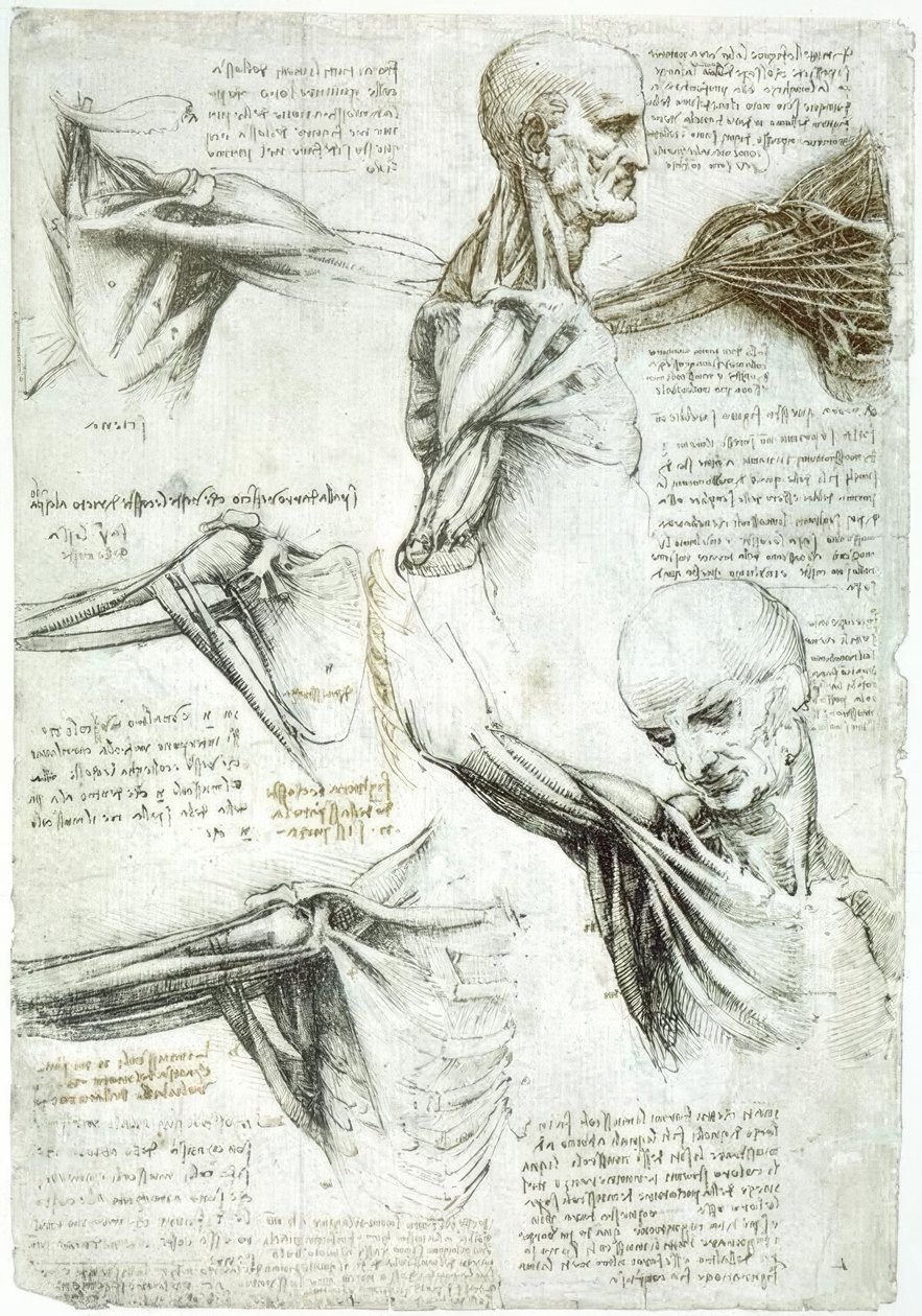 Estudios de anatomía de Leonardo da Vinci
